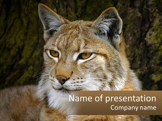 Hunter Nature Wildlife PowerPoint Template