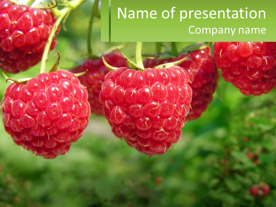 Group Nature Organic PowerPoint Template