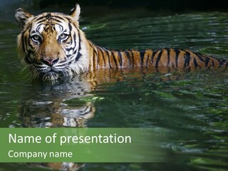 Jungle Cat Nature PowerPoint Template