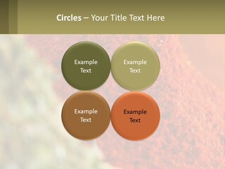 Cinnamon Cardamon Seasoning PowerPoint Template