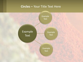 Cinnamon Cardamon Seasoning PowerPoint Template