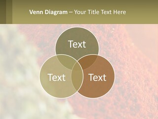 Cinnamon Cardamon Seasoning PowerPoint Template