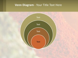 Cinnamon Cardamon Seasoning PowerPoint Template