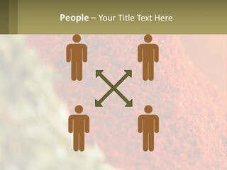Cinnamon Cardamon Seasoning PowerPoint Template
