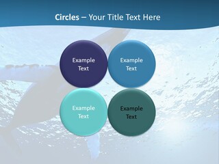 Blue Swimming Sea PowerPoint Template