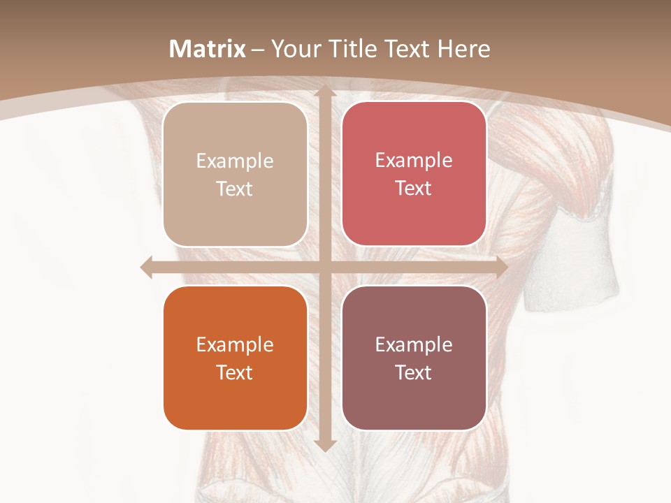 Illustration Anatomy Medical PowerPoint Template
