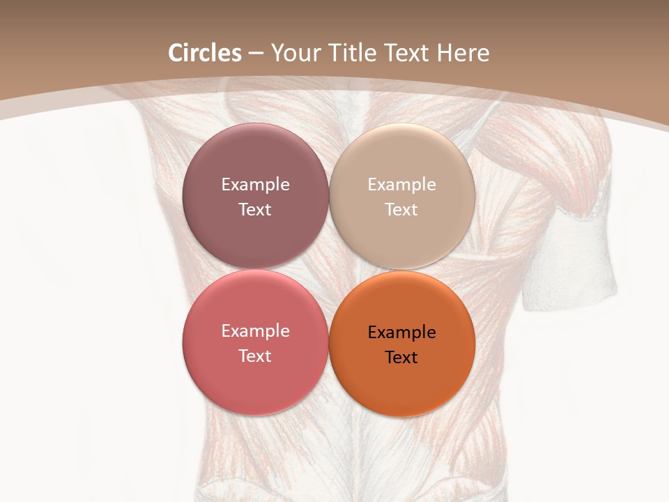 Illustration Anatomy Medical PowerPoint Template