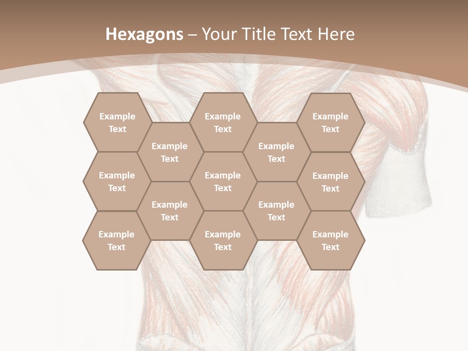 Illustration Anatomy Medical PowerPoint Template