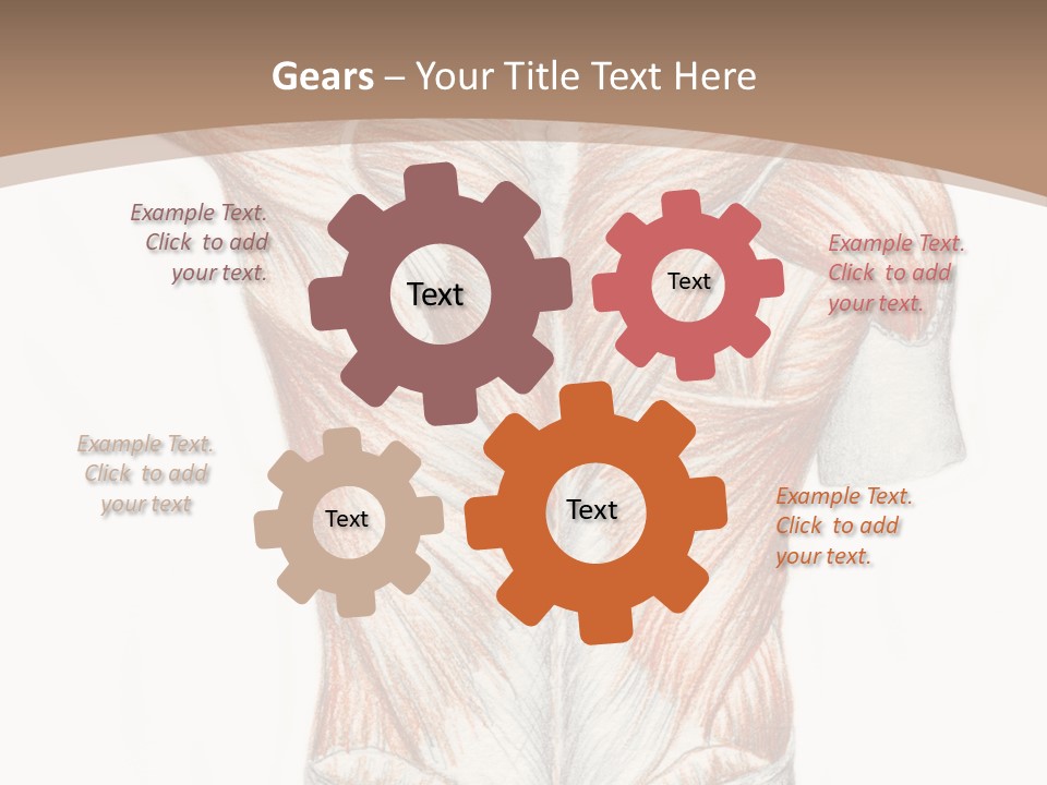 Illustration Anatomy Medical PowerPoint Template