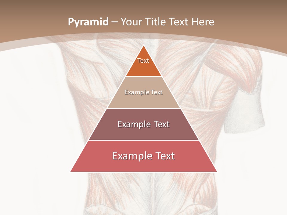 Illustration Anatomy Medical PowerPoint Template