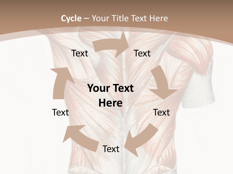Illustration Anatomy Medical PowerPoint Template