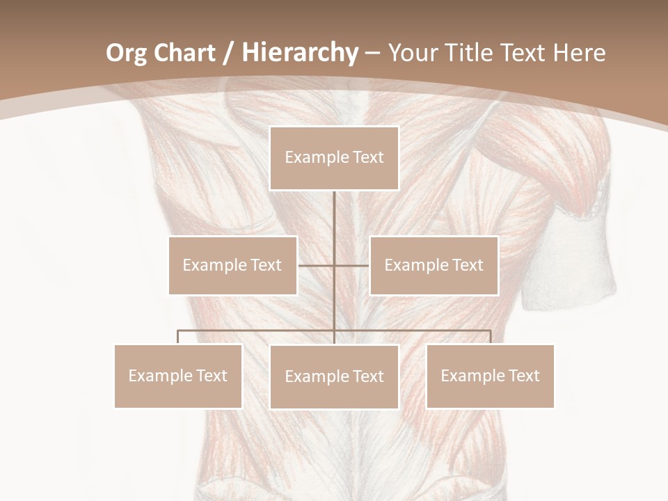 Illustration Anatomy Medical PowerPoint Template