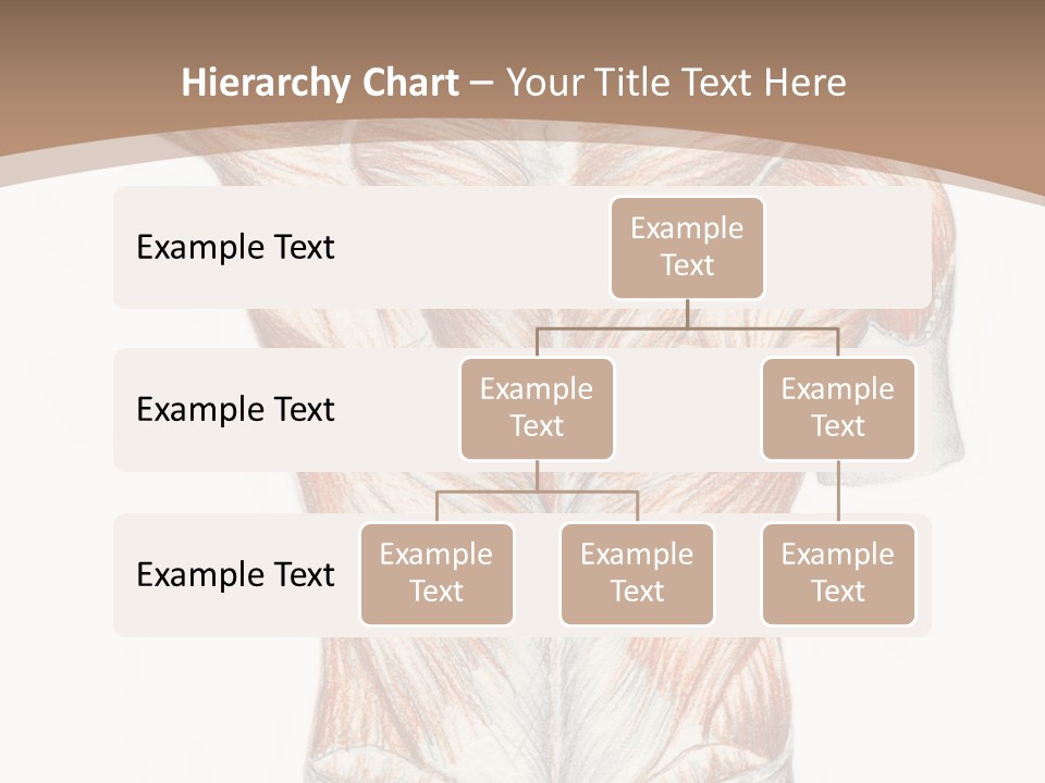 Illustration Anatomy Medical PowerPoint Template