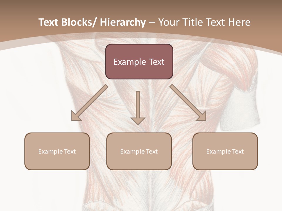 Illustration Anatomy Medical PowerPoint Template