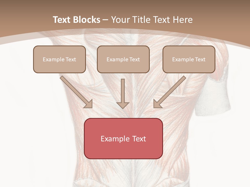 Illustration Anatomy Medical PowerPoint Template