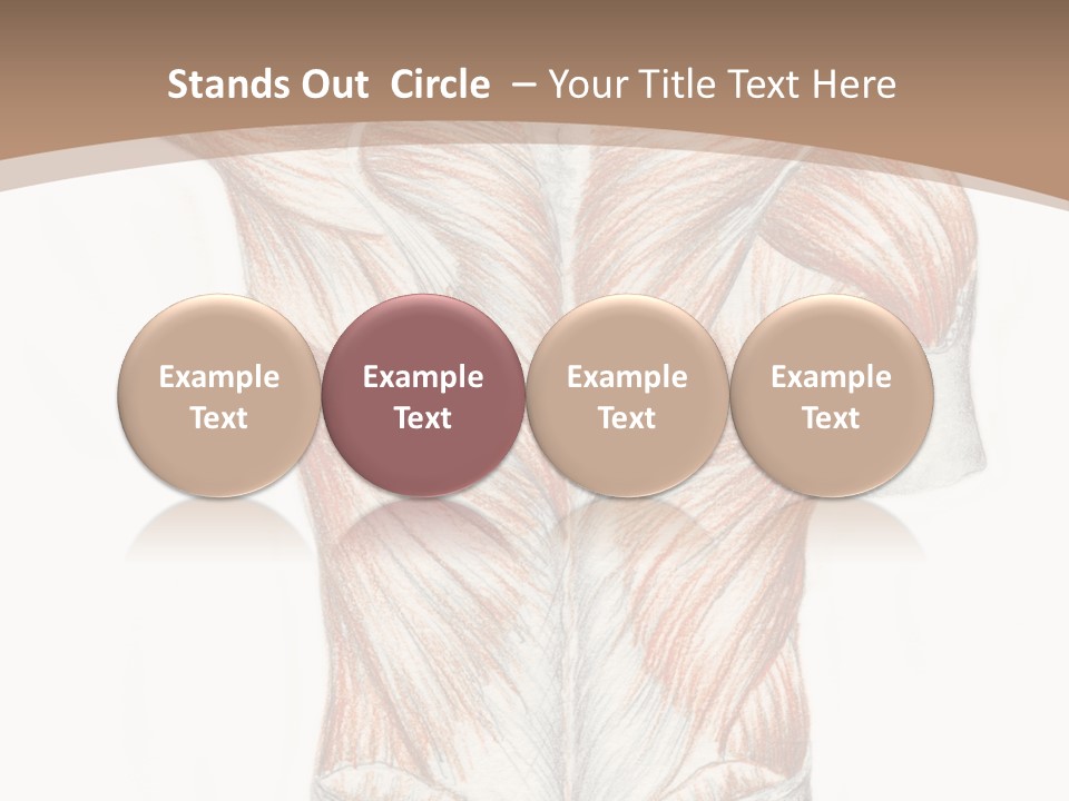 Illustration Anatomy Medical PowerPoint Template