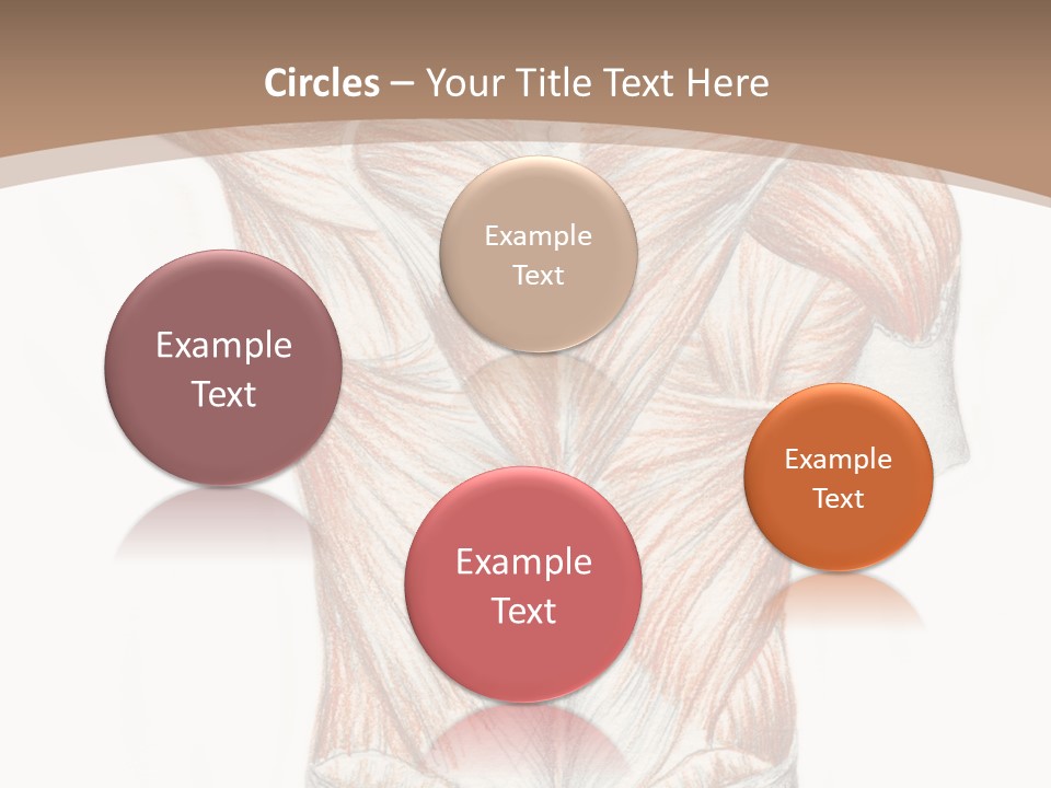 Illustration Anatomy Medical PowerPoint Template
