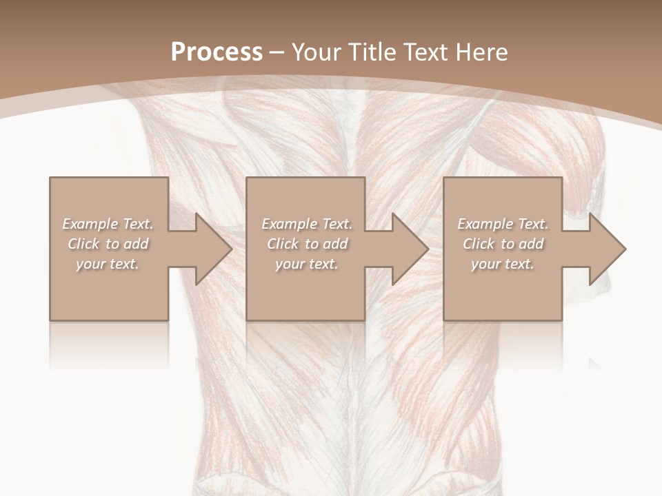 Illustration Anatomy Medical PowerPoint Template