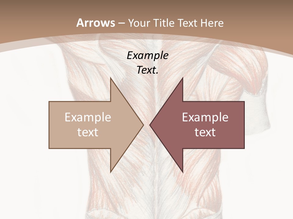 Illustration Anatomy Medical PowerPoint Template