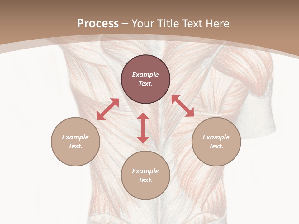 Illustration Anatomy Medical PowerPoint Template