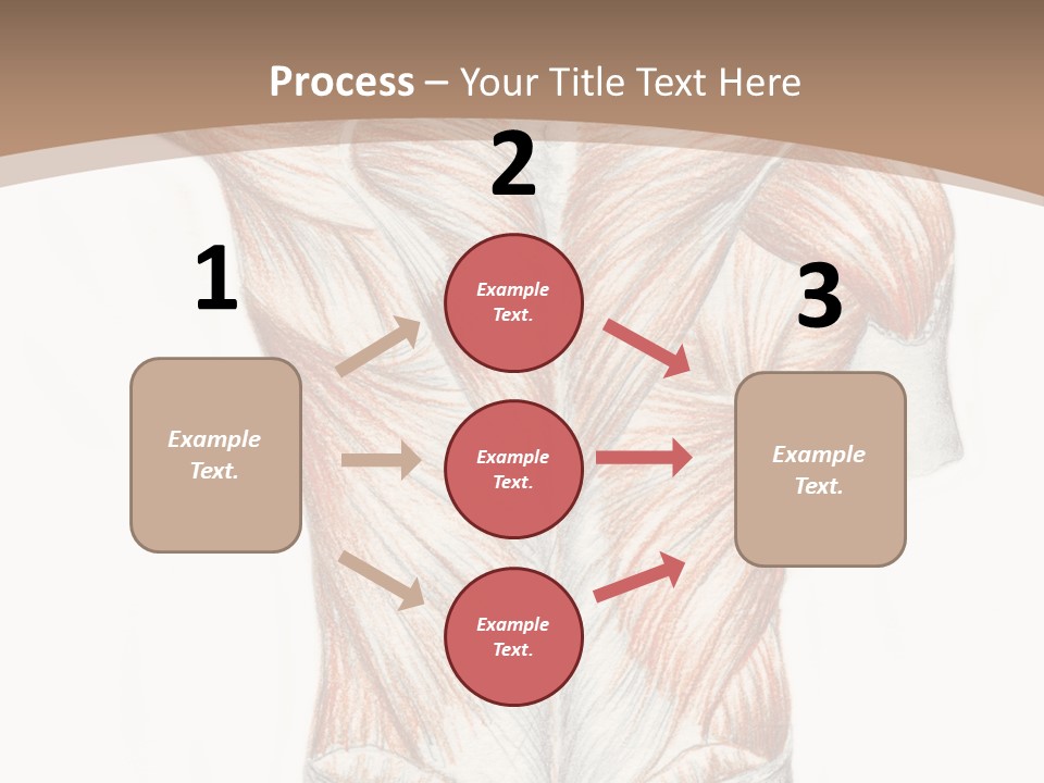 Illustration Anatomy Medical PowerPoint Template