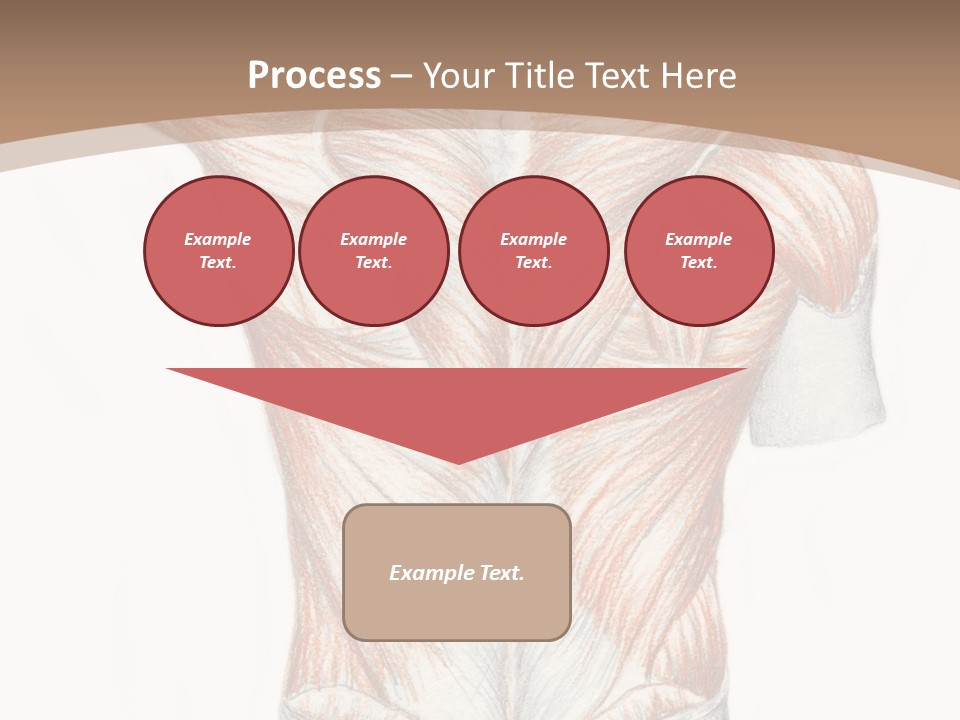 Illustration Anatomy Medical PowerPoint Template