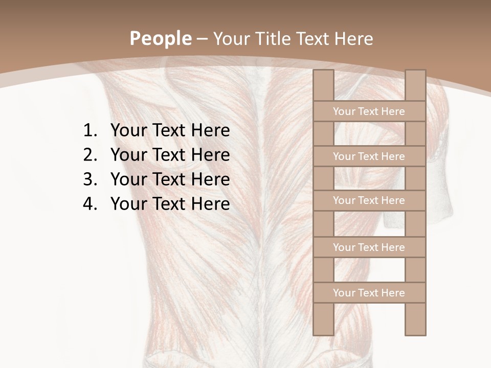 Illustration Anatomy Medical PowerPoint Template