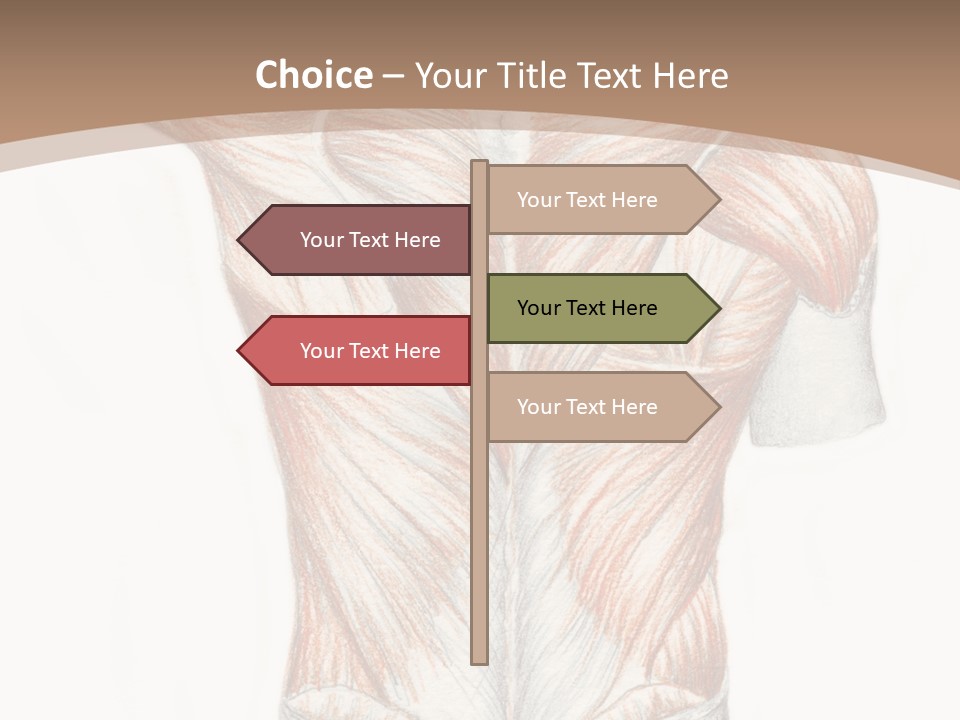 Illustration Anatomy Medical PowerPoint Template