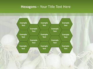 Photograph Onions With Stems Onions Close Up PowerPoint Template