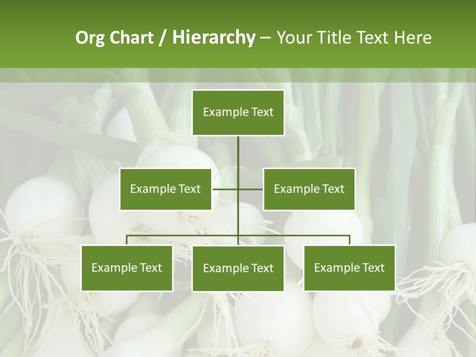 Photograph Onions With Stems Onions Close Up PowerPoint Template