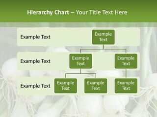 Photograph Onions With Stems Onions Close Up PowerPoint Template