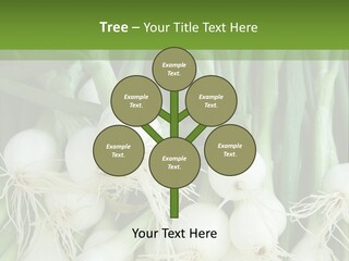 Photograph Onions With Stems Onions Close Up PowerPoint Template