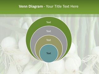 Photograph Onions With Stems Onions Close Up PowerPoint Template