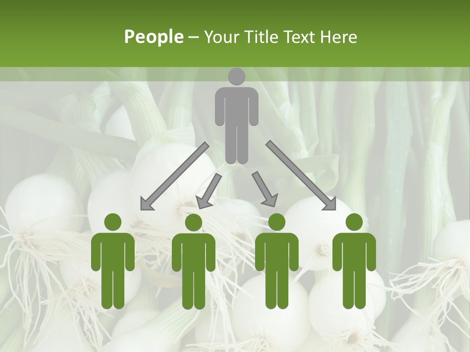 Photograph Onions With Stems Onions Close Up PowerPoint Template