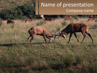 Autumn Stag Grass PowerPoint Template