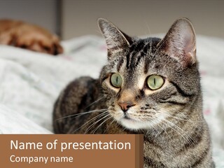 A Cat Sitting On Top Of A Bed Next To A Cat PowerPoint Template