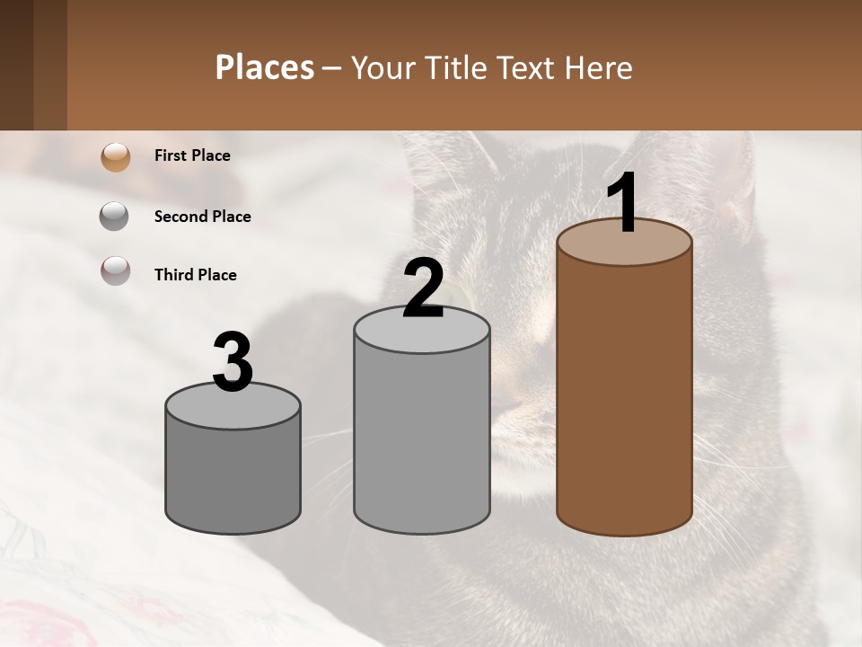 A Cat Sitting On Top Of A Bed Next To A Cat PowerPoint Template