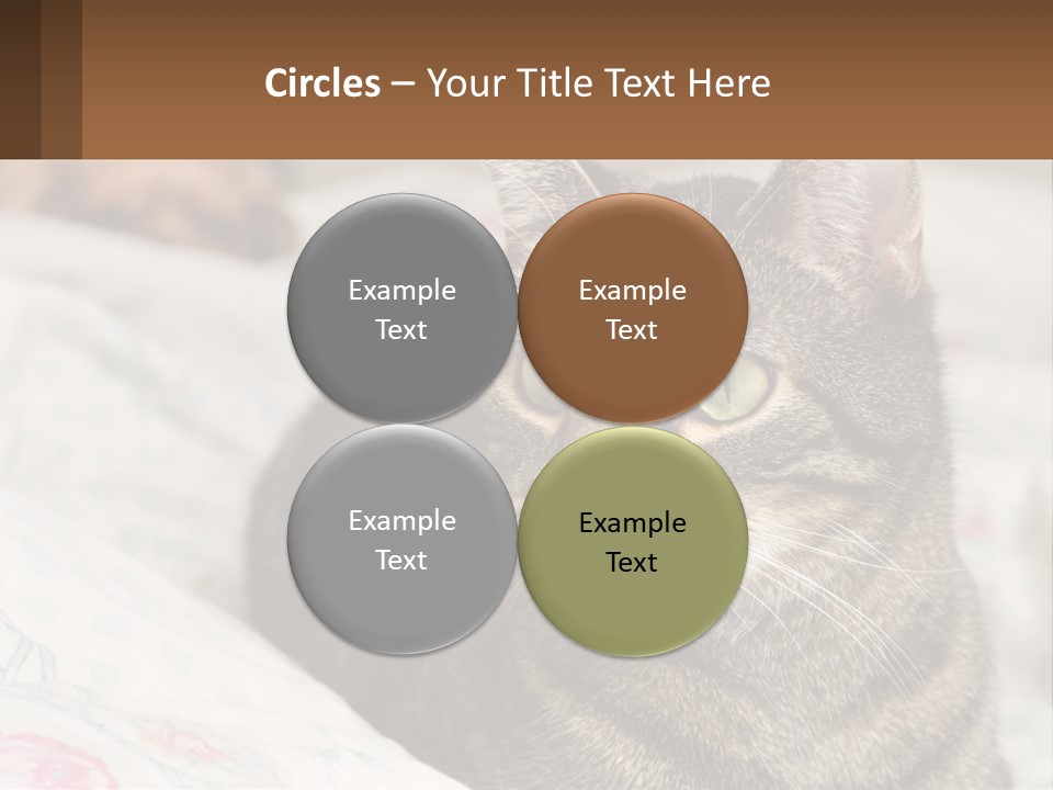 A Cat Sitting On Top Of A Bed Next To A Cat PowerPoint Template