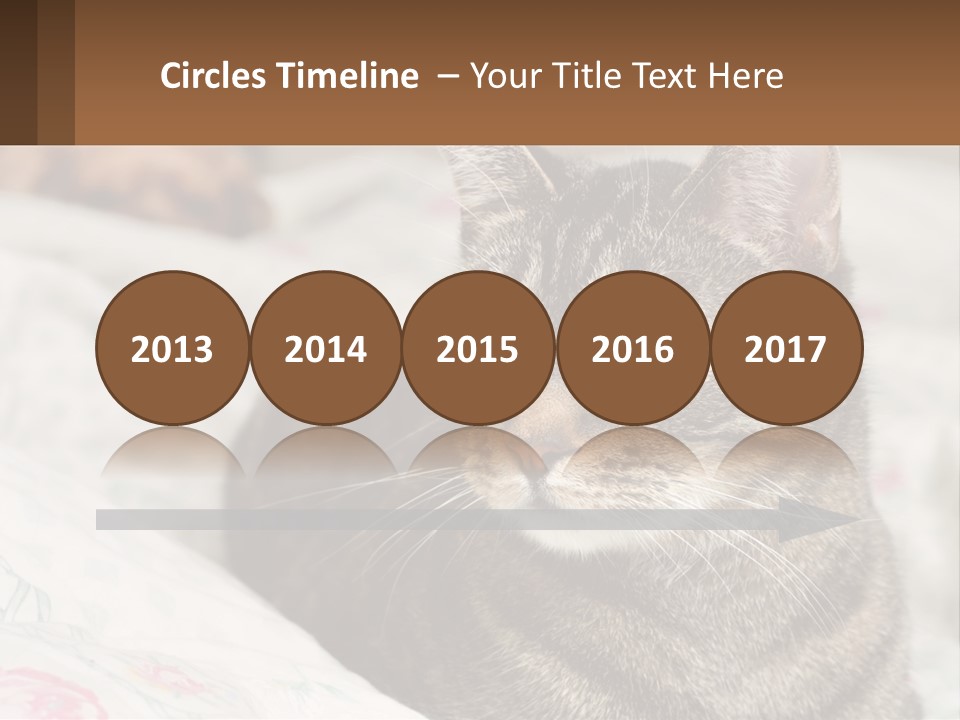 A Cat Sitting On Top Of A Bed Next To A Cat PowerPoint Template