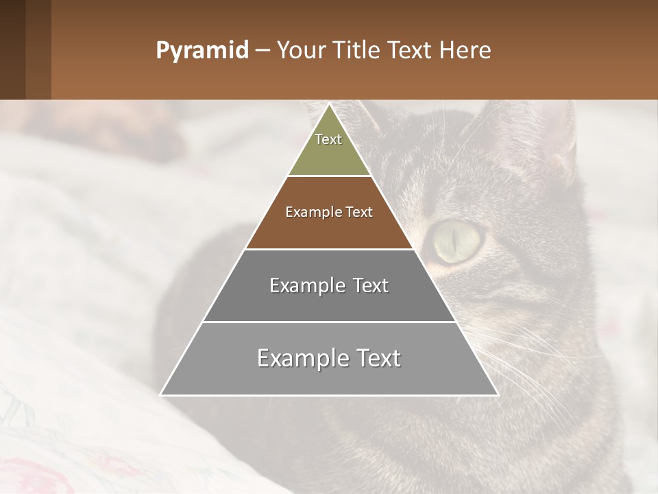 A Cat Sitting On Top Of A Bed Next To A Cat PowerPoint Template