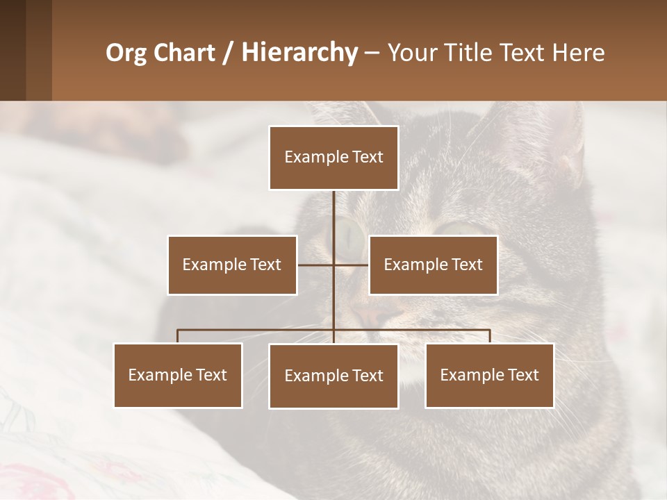 A Cat Sitting On Top Of A Bed Next To A Cat PowerPoint Template