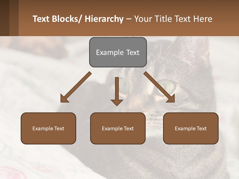 A Cat Sitting On Top Of A Bed Next To A Cat PowerPoint Template