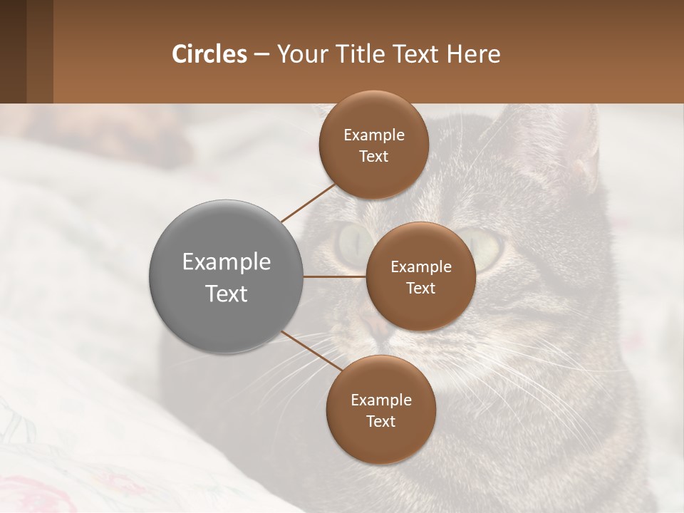 A Cat Sitting On Top Of A Bed Next To A Cat PowerPoint Template