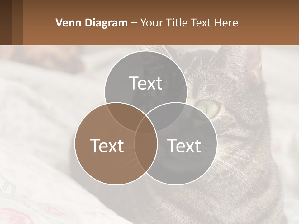 A Cat Sitting On Top Of A Bed Next To A Cat PowerPoint Template