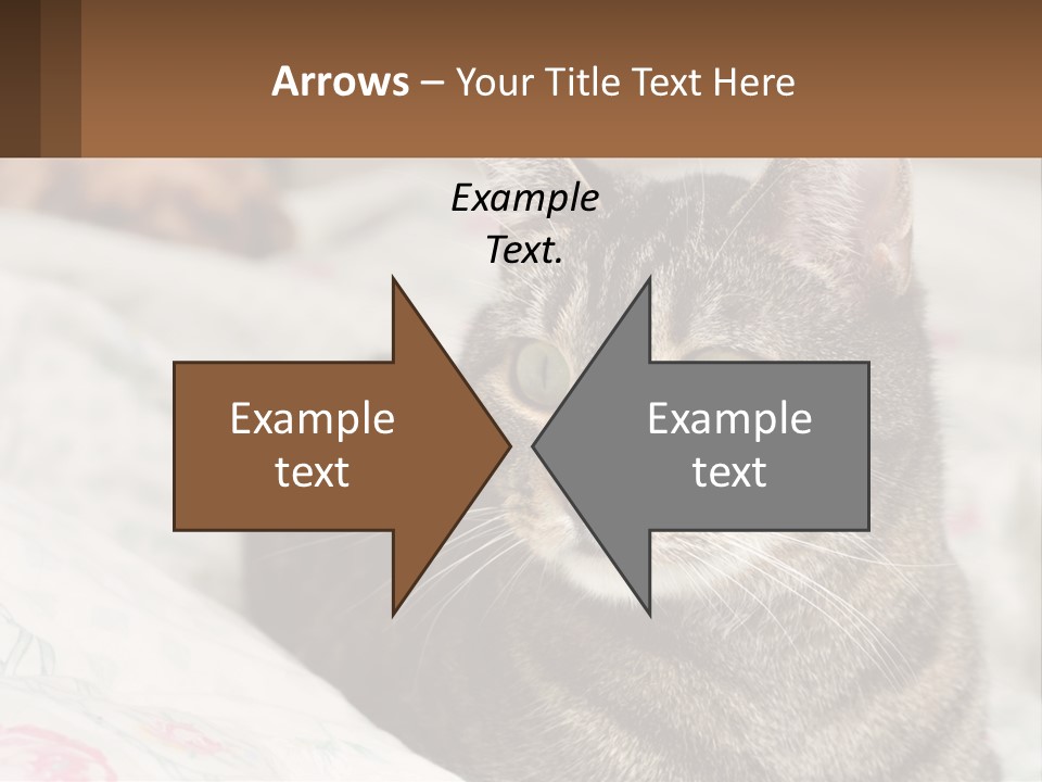 A Cat Sitting On Top Of A Bed Next To A Cat PowerPoint Template