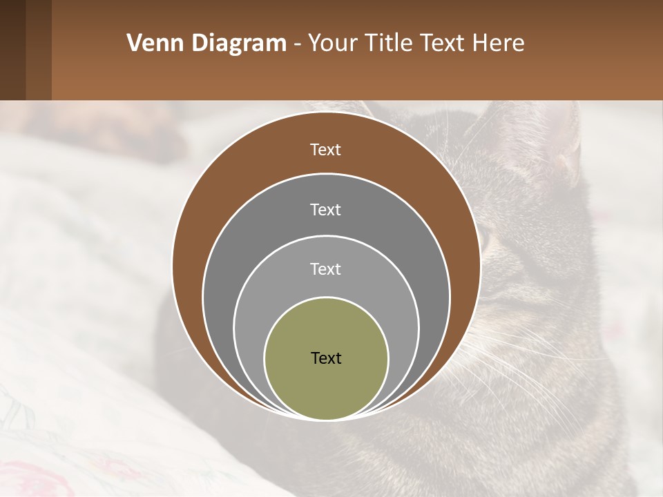 A Cat Sitting On Top Of A Bed Next To A Cat PowerPoint Template