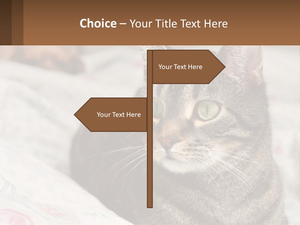 A Cat Sitting On Top Of A Bed Next To A Cat PowerPoint Template