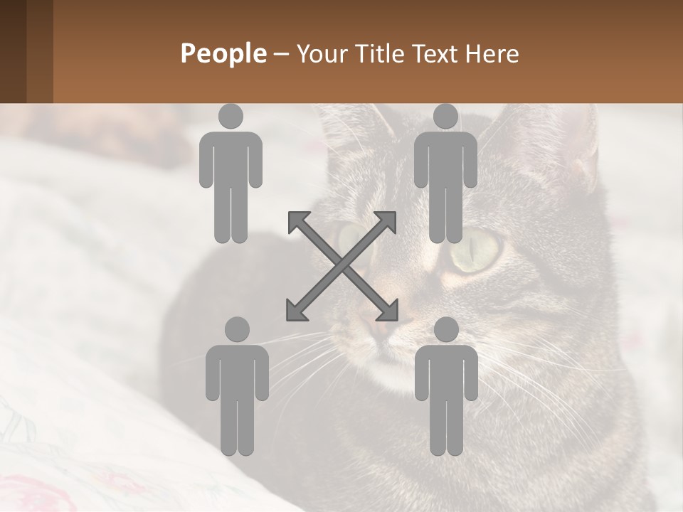 A Cat Sitting On Top Of A Bed Next To A Cat PowerPoint Template