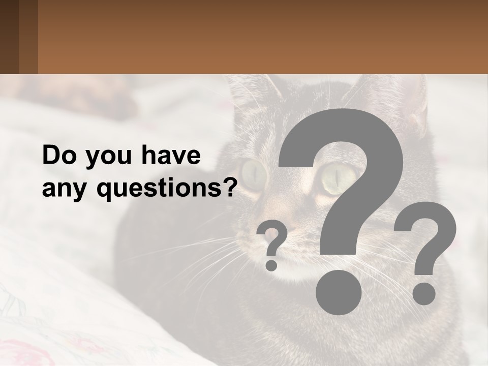 A Cat Sitting On Top Of A Bed Next To A Cat PowerPoint Template