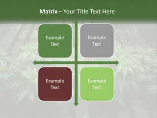 Hemp Organic Room PowerPoint Template